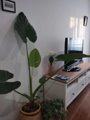 Una televisión o centro de entretenimiento en Piso.2hab+2baños+garaje+Asc+A C.